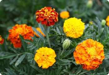 marigold petite mix