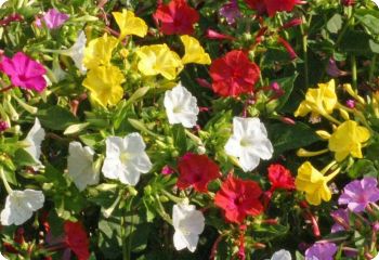 Mirabilis jalapa Alba