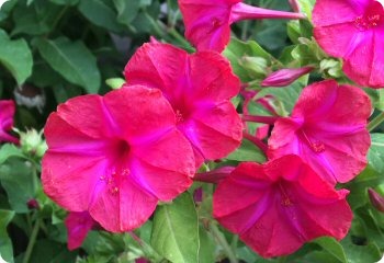 Mirabilis Red