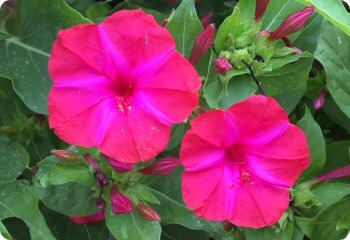 Red Four O'Clock