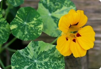 Nasturtium Alaska