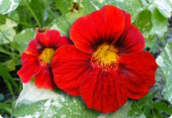 Alaska nasturtium