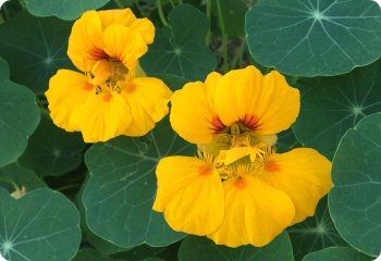 Dwarf Jewel nasturtium