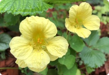 Nasturtium Tom Thumb