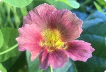 Tom Thumb nasturtium