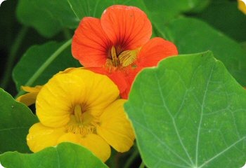 Nasturtium Tom Thumb Mix