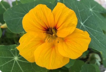 Nasturtium Whirlybird