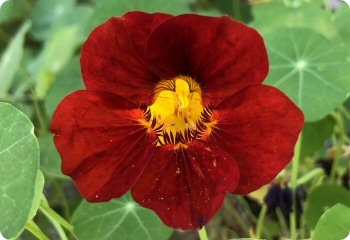 Whirlybird nasturtium