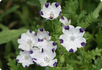 Nemophila Seeds Nemophila Maculata Menziesii Diane S Flower Seeds