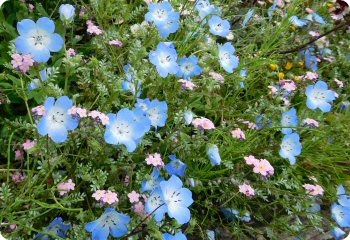 Nemophila Menziesii