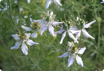 nigella sativa