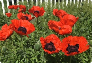 Oriental Poppy Brilliant