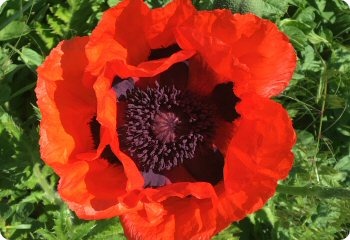 Papaver 'Brilliant'