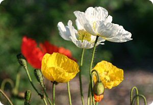 Papaver nudicaule