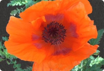 Papaver orientale Prince of Orange