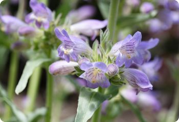 Penstemon angustifolius