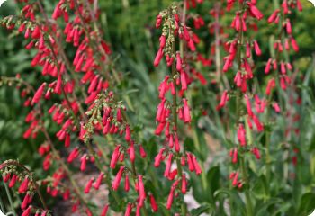 Penstemon eatonii