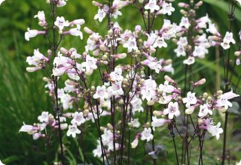 penstemon husker red