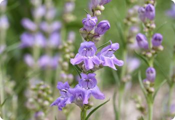 penstemon paysoniorum