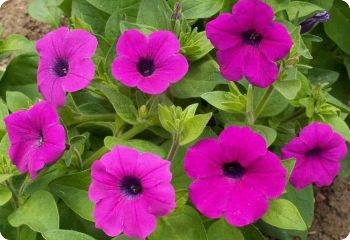 Petunia integrifolia