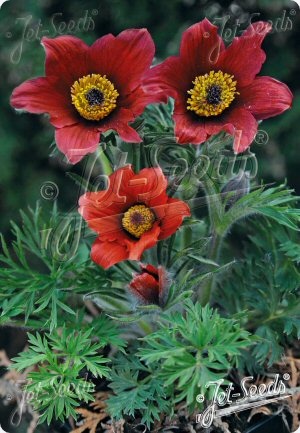 Pulsatilla vulgaris Red Bells