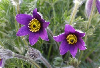 Pulsatilla vulgaris Violet Bells