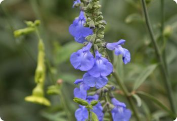 Salvia azurea