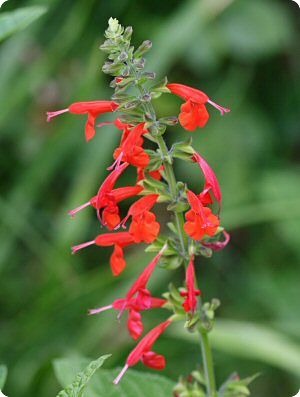 Salvia coccinea