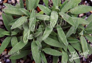 Salvia lavandulifolia