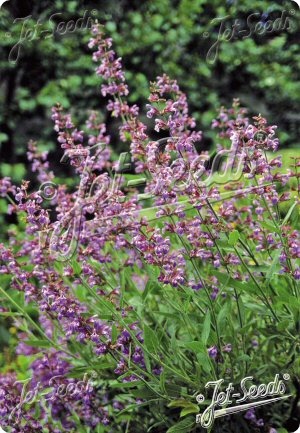 Salvia lavandulifolia