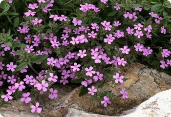 Saponaria ocymoides