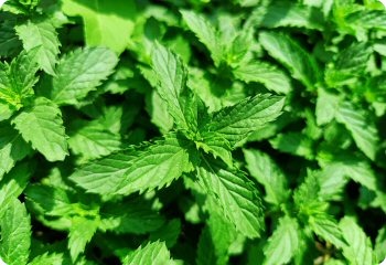 Spearmint