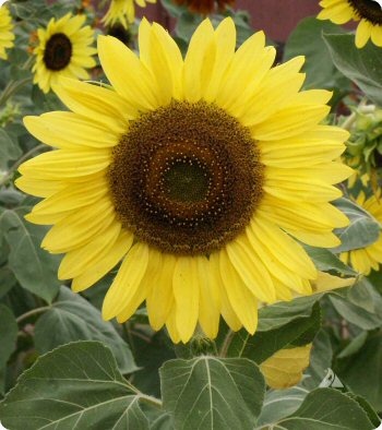 Sunflower Lemon Queen