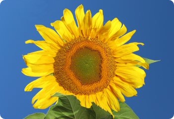 Sunflower 'Mongolian Giant'