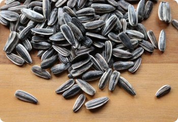 Sunflower 'Mongolian Giant' seeds