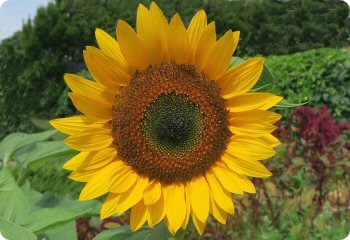 Sunflower Taiyo