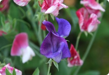 Sweet Pea 'Old Spcie Mix'