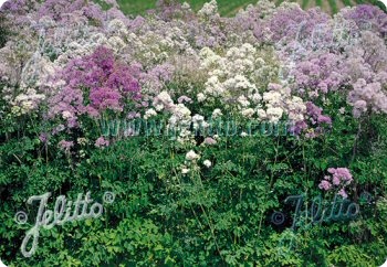 Thalictrum aquilegifolium