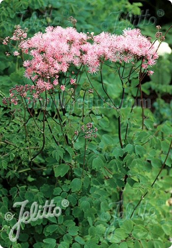 Thalictrum aquilegifolium