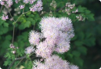 Thalictrum aquilegifolium