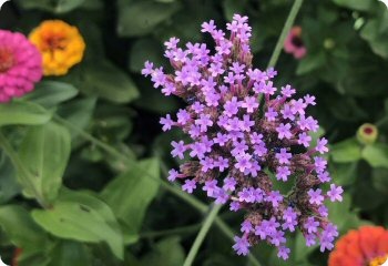 Verbena bonariensis 'Lollipop'