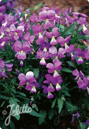 Viola corsica 'Little Gem'