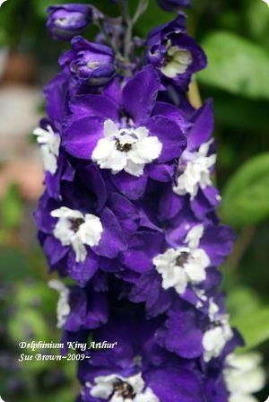 Delphinium 'King Arthur'