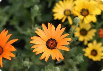 african daisy