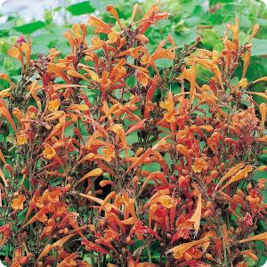 Agastache aurantiaca 'Apricot Sprite'