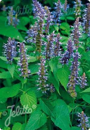 Agastache rugosa 'Korean Zest'