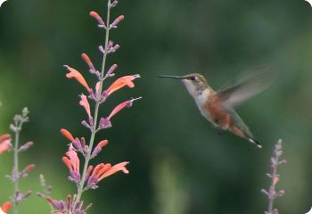 Agastache rupestris 'Apache Sunset'