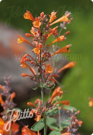 Agastache 'Tango'