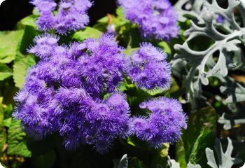 ageratum