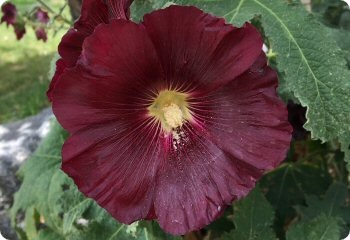 Alcea rosea 'Nigra'